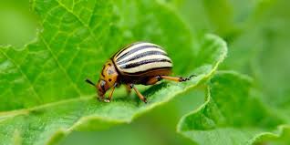 This is a small beetle (a little larger than the head of a pin), that is somewhat oval in shape and has a mixture of black and gray patches. 10 Most Destructive Garden Pests How To Keep Common Bugs Out Of Garden