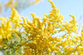 50 Beautiful Flowers For Every State In The Union Flowers Flower Pictures Beautiful Flowers