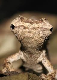 Argentine Black And White Tegu For Sale Canada Brookesia Micra The Smallest Chameleon In The World Weird Animals Chameleon Animals