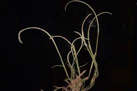 Image result for Microchloa afra