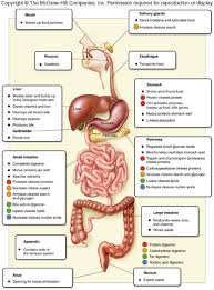 Organs Of The Digestive System And Their Functions Problems
