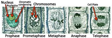 Check spelling or type a new query. Image Of Mitosis In Plant Cells Mitosis Plant Cell Meiosis