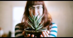 These fascinating plants are so cool, you'll want one of each for your indoor garden—whether you're seeking a striking succulent﻿ or something bigger, bolder, and full of color. The Best And Easiest Indoor Houseplants That Won T Die On You