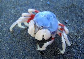 Image result for Micractis