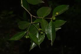 Image result for Strychnos henningsii