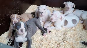 Many people crave having cute and adorable healthy pets. Pit Bulls With Blue Eyes Health Risks Tips Care Pictures Faqs Canine Bible