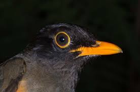 Image result for Englerina muerensis