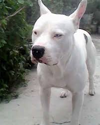 We did not find results for: All White Pitbull Puppies With Blue Eyes Pet S Gallery