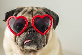 Find here all the pet supplies plus stores in oakland nj. Val S Pet Supplies