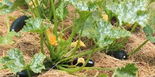 Pin On Permaculture