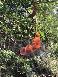 Image result for Acacia davyi