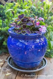 Strategically setting up potted flowers for shade not only fills in these gaps but adds a unique sense of style when coupled with large antique urns. Shade Container Plants 10 Of The Best Blue Annuals For Planters In The Shade Gardening From House To Home