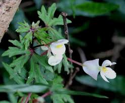 Image result for Begonia brevibracteata