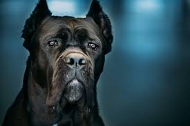 Cane corsos are an ancient breed of guard dog from italy. Do Cane Corsos Shed Corsi Shedding Guide