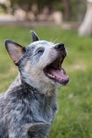 Sein selbstbewusstes wesen erfordert eine dementsprechend starke. Australian Cattle Dog Steckbrief Charakter Wesen Und Haltung