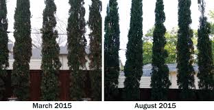 We did not find results for: Brown Patches On Your Italian Cypress Blog Preservation Tree Services Dallas Fort Worth Tx