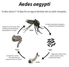 The larvae that hatch from the eggs require water in which they'll survive and develop. Astar Youth Scholarship For 8th Class By Singapore Govt Facebook