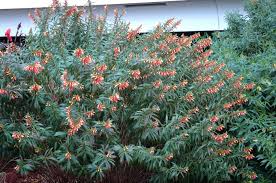 Image result for Cuphea micropetala