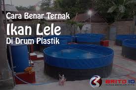Cara Ternak Ikan Lele Dalam Drum Plastik Dan Besi Yang Benar