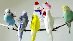 Valoración de los usuarios para animated birds gif: Bird Party Senor Gif Pronounced Gif Or Jif