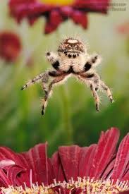 Scott Linstead Jumping Spider Spider Cool Bugs