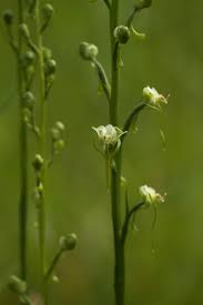Image result for Mikania sagittifera
