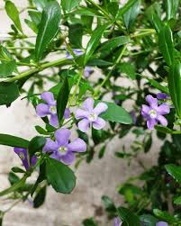 Image result for Freylinia