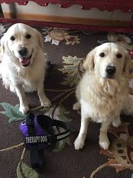 Word has definitely spread about how amazing beloved english cream golden retrievers are! Stoney Acres Retrievers English Cream Retrievers