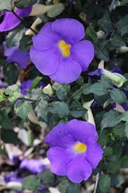 Image result for Thunbergia laborans