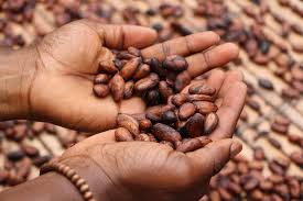 What Is Theobromine And Can It Save Me From Caffeine Crio Bru