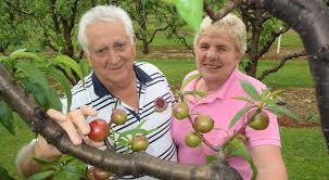 Grown in a large container in a sunny, sheltered position, these fig trees produce bountiful crops of succulent fruit. Sub Tropical Stonefruit In Survival Mode The Land Nsw