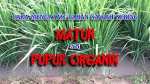 Ide kreatif cara membuat miniatur gubuk sawah sederhana dengan bahan bambu #idekreatif #caramembuat #bahanbekas. Membuat Gubuk Sawah Tempat Istirahat Di Sawah Perlukah Youtube