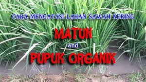 Bapak ini menikmati makan di gubuk bambu tengah sawah pegawai youtube,. Membuat Gubuk Sawah Tempat Istirahat Di Sawah Perlukah Youtube