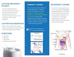 Image result for Lactase Deficiency