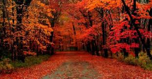 Check spelling or type a new query. Indahnya Warna Warni Daun Di Australia Saat Musim Gugur