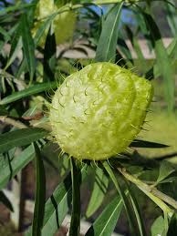 Image result for Gomphocarpus glaucophyllus
