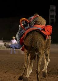 Today is the popular college student laptop giveaway, sponsored by the kentucky division of the horsemen's benevolent & protective. Wild