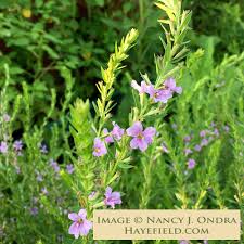 Image result for Lythrum