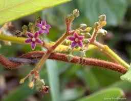 Image result for Apocynaceae subfamily Periplocoideae
