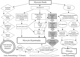 Left Ventricular Remodeling After Myocardial Infarction