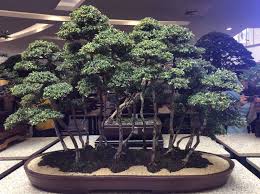 Unlike the original chinese penjing, which utilizes traditional techniques to produce entire natural sceneries in small pots. Sanib Pwersa Features Top Bonsai Ikebana And Suiseki Masters Klikd2