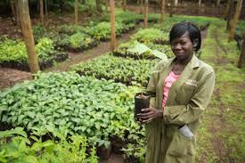 Image result for Stathmostelma fornicatum