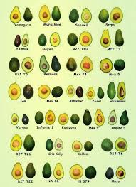 Tipos De Aguacate Avocat Permaculture Jardinage