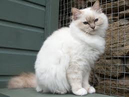 Lilac Point Birman Kittens For Sale Lilac Tabby Point Birman Poesjes