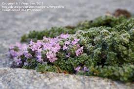 Growing Well Between Flagstones Elfin Thyme Creeping Thyme Elfin Thyme Creeping Thyme Fairy Garden