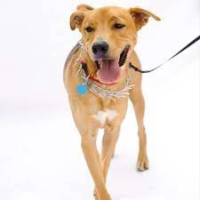 kopek tasma cesitleri ve kullanimi pet ihtiyac blog