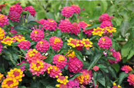 Gros arbuste d'une hauteur et d'un ø de 3 m, sa floraison jaune est discrète et plus longue en février mars ne craint pas le gel, suivis par des fruits. Arbustes A Floraison Estivale Tous Nos Sujets