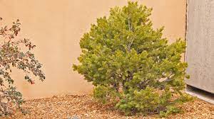 Sugar maple > scientific name: New Mexico Arbor Day Tree Planting Unm Newsroom