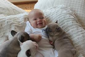 Outgoing and open, they love nothing more than to cuddle on the couch, romp on the carpet or play in the yard. 10 Incredibly Important Photos Of A Baby Sleeping With French Bulldog Puppies Viralscape