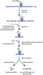 Chart Mapping Long Noncoding Rna Chromatin Occupancy Using